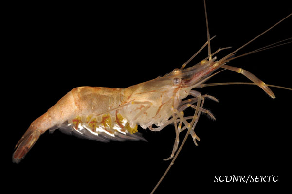 Cinnamon river shrimp